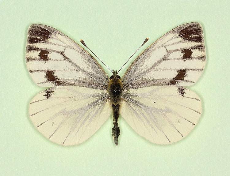 Pieris napi female (aberrant form striata) (Internet Image property of respective owner, non-commercial use only)